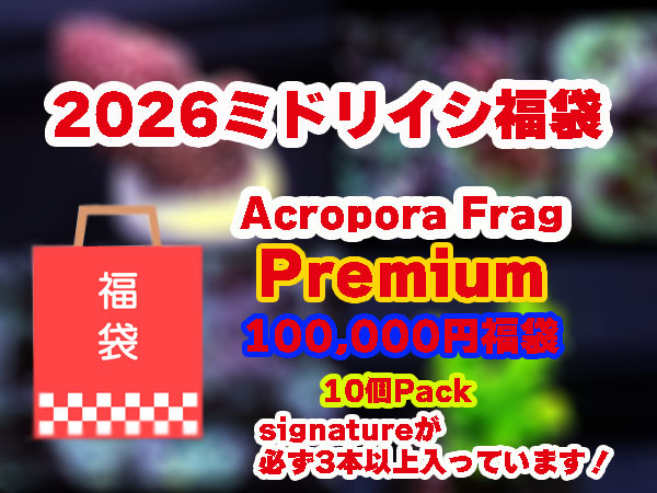 【数量限定・20万円以上の内容】Acropora Frag 福袋