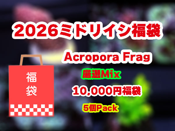 【数量限定・2万円以上の内容】Acropora Frag 福袋