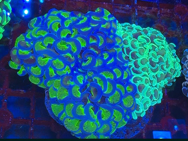 インドネシア産ナガレハナサンゴ-Green Combo-No.01