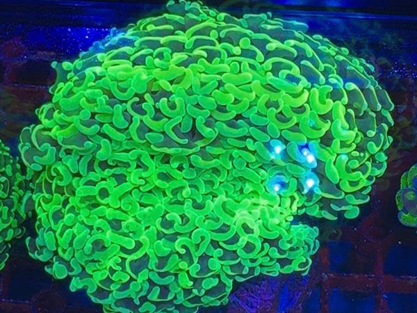 インドネシア産ナガレハナサンゴ-Green Combo-No.02