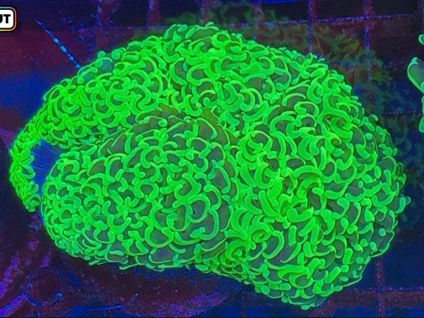 インドネシア産ナガレハナサンゴ-Green Combo-No.03