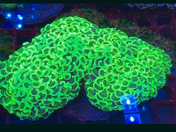 インドネシア産ナガレハナサンゴ-Green-