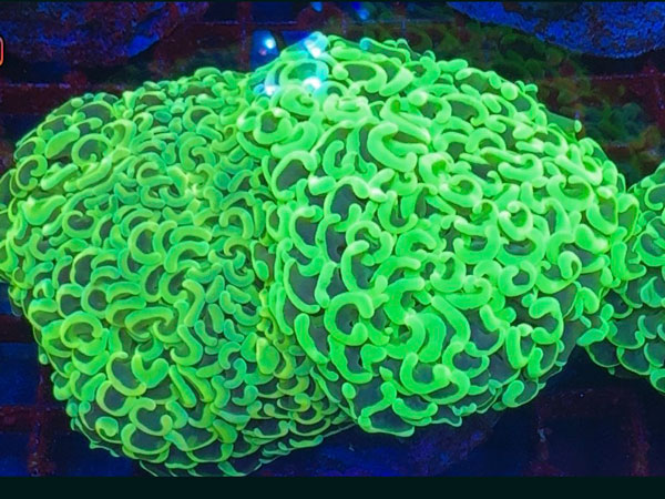 インドネシア産ナガレハナサンゴ-Yellow&Green combo-