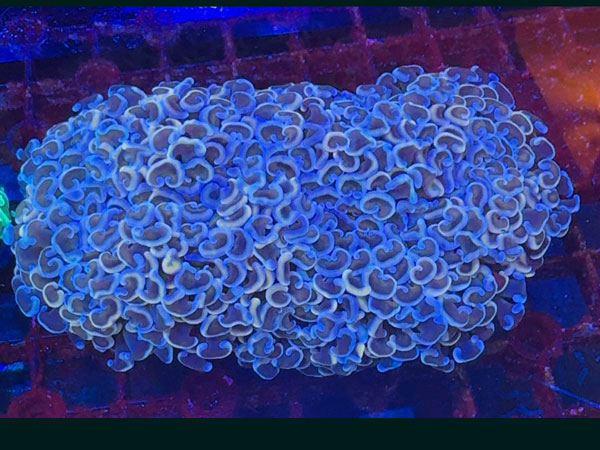 インドネシア産ナガレハナサンゴ-Pink marble-