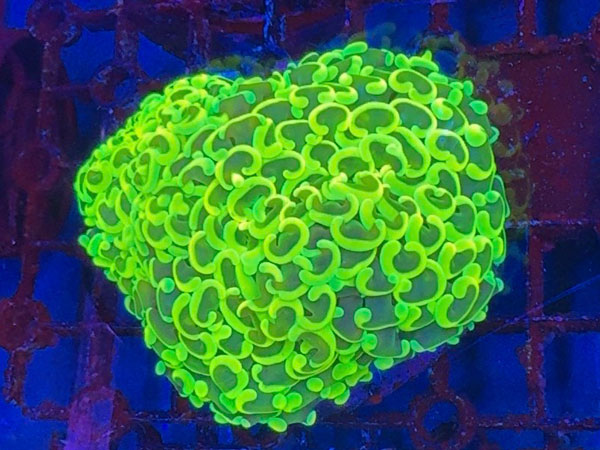 インドネシア産ナガレハナサンゴ-Yellow-