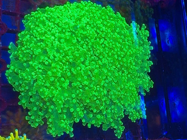 インドネシア産ホンタコアシサンゴ-Clear Green Lサイズ-