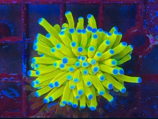 Aussie便Australian ULTRA Holy Grail　Torch　No.01