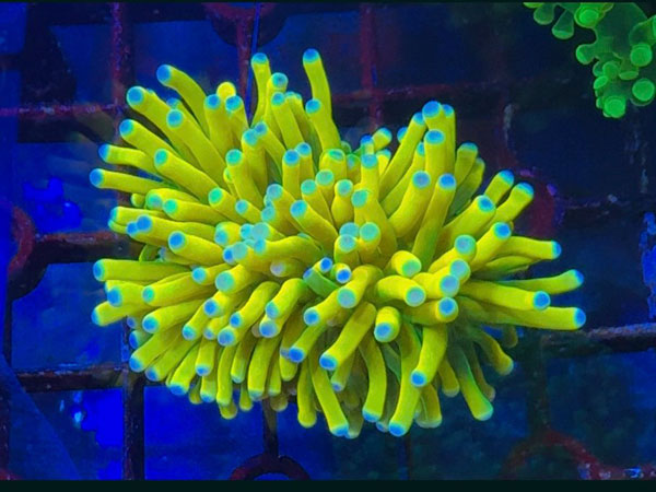 Aussie便Australian ULTRA Holy Grail　Torch　No.02