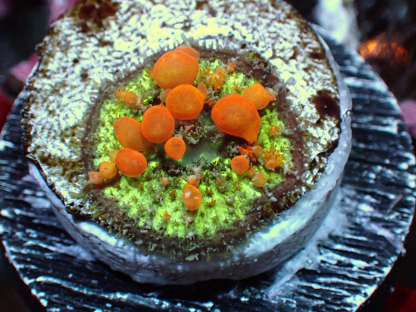 Sunkist Bounce Mushroom