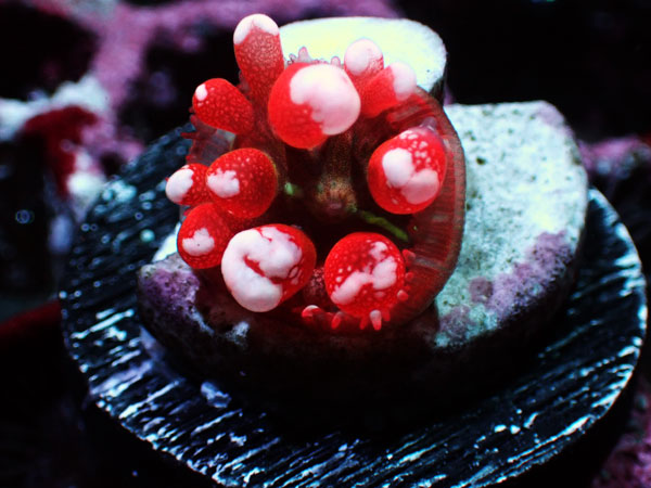 Flame Shower Bounce Mushroom(St.thomas Bounce Mushroom)