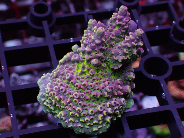 Aus Acropora Sp.Del Fuego No.06
