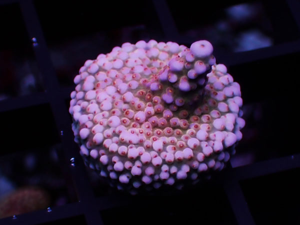 Aus Acropora Donei（Fireworks Raibow） No.07