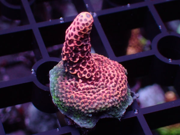 Aus Acropora Millepora Pink No.10
