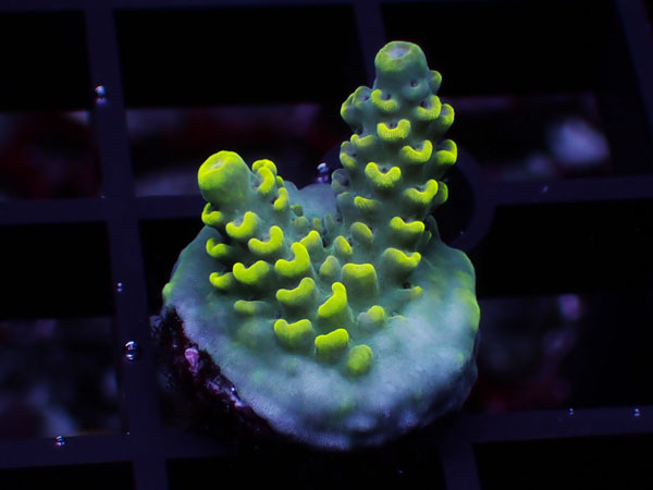 Aus Acropora Sp.　ULTRA　Del Fuego Yellow No.11