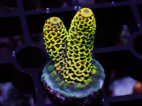 Aus Acropora Prostrata Gold/Red Polyp No.13