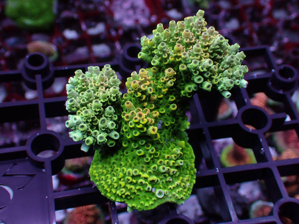 Aus Acropora Hyacinthus ULTRA No.16
