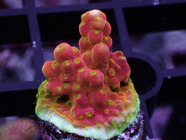 Aus Acropora Rosaria Cherry Blossom No.21