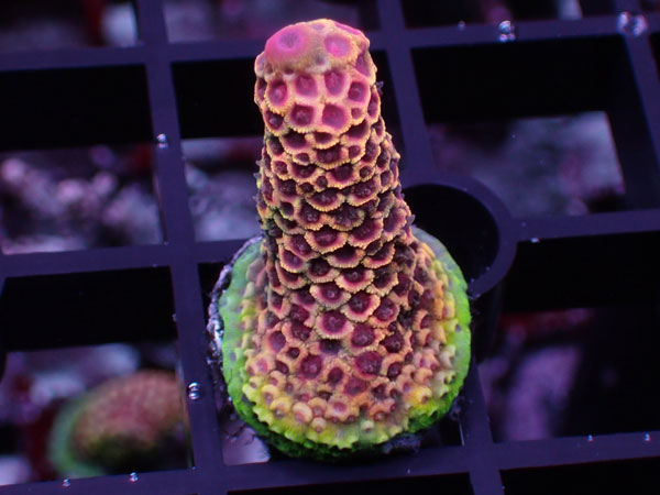 Aus Acropora Spathulata ULTRA Pink No.22