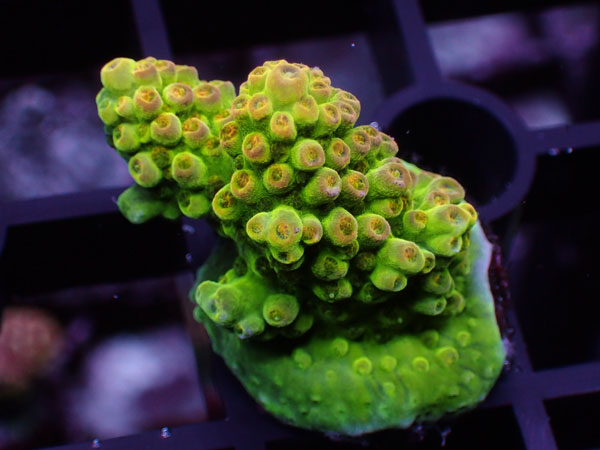 Aus Acropora Sp.ULTRA No.25