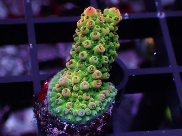 Aus Acropora Sp.ULTRA No.26