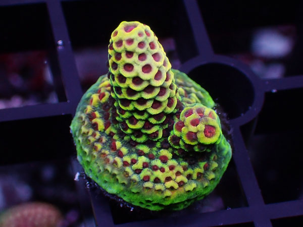 Aus Acropora Prostrata Yellow Red polyp No.28