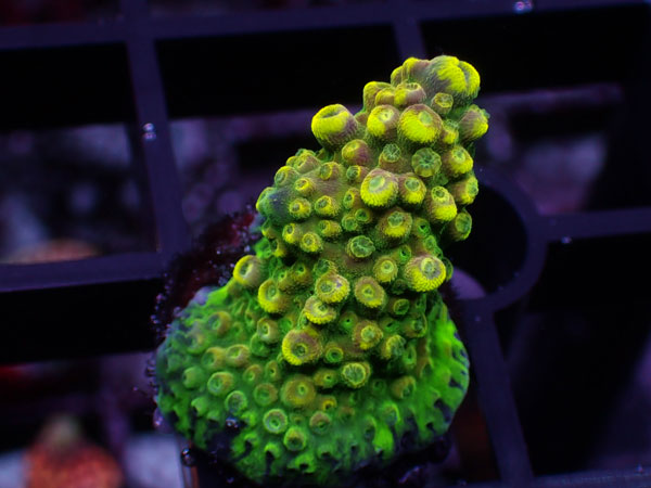 Aus Acropora Divaricata ULTRA Rainbow No.29
