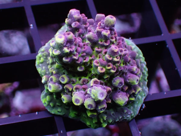 Aus Acropora Sp.Del Fuego No.30