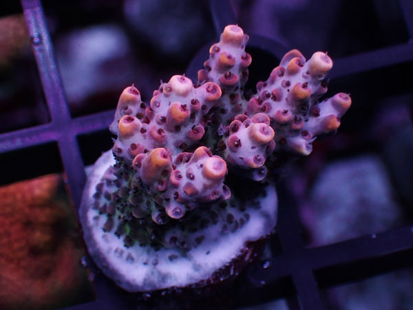Aus Acropora Sp.ULTRA No.33