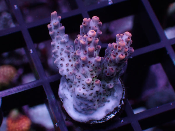 Aus Acropora Sp.ULTRA No.34