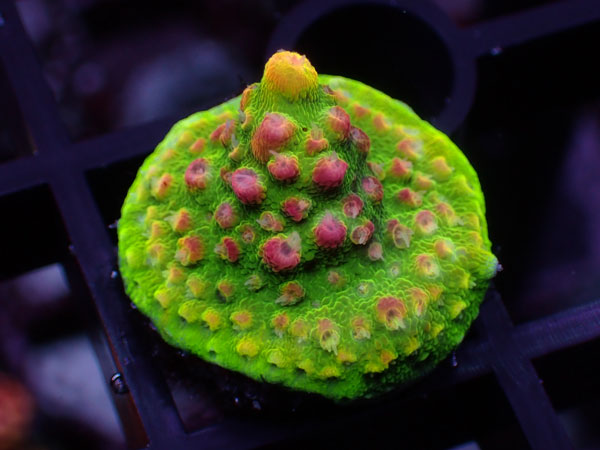 Aus Acropora Sp.ULTRA No.35