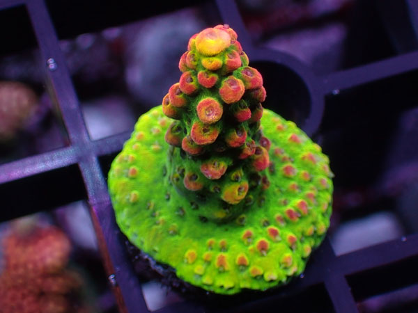 Aus Acropora Sp.ULTRA No.36