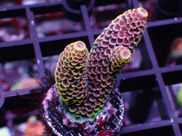 Aus Acropora Spathulata Purple Rainbow No.37