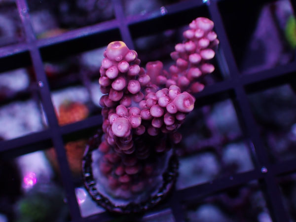 Aus Acropora Sp.Pink Stag No.38