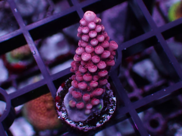 Aus Acropora Sp.Pink Stag No.40