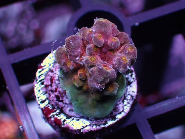 Aus SR  Cherry Blossom(Grafted cherry 切り枝） No.41