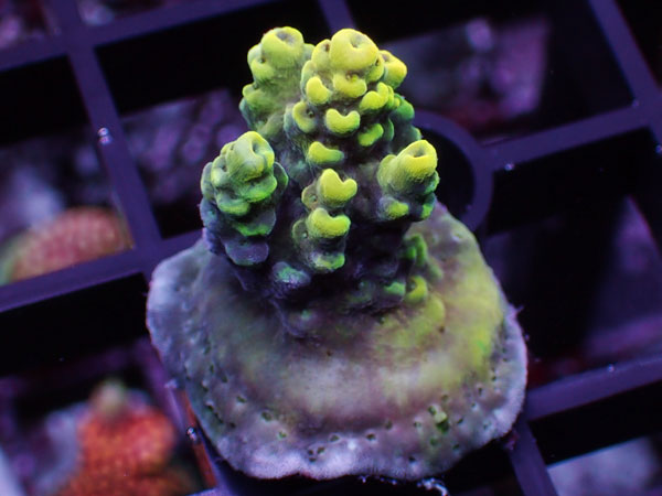 Aus Acropora Sp.Del Fuego　Yellow No.42