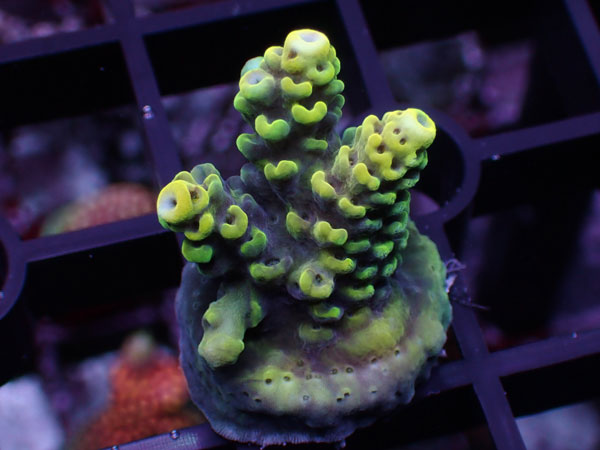 Aus Acropora Sp.Del Fuego　Yellow No.43