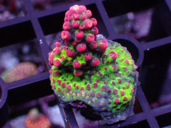 Aus Acropora Microclados Strawberry No.44