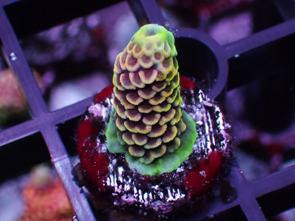 Aus Acropora Prostrata Rainbow No.45