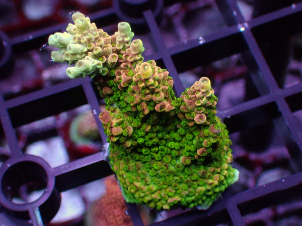 Aus Acropora Hyacinthus Orange ULTRA No.46