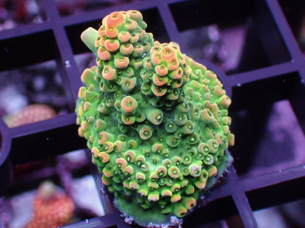 Acropora Sp. No.49