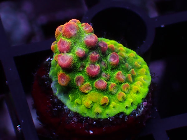 Aus Acropora Sp.ULTRA No.50