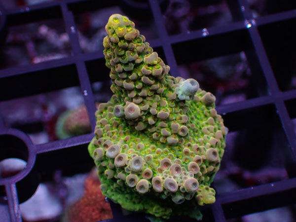 Aus Acropora Sp.ULTRA No.51
