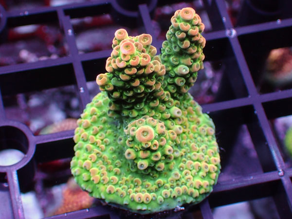 Acropora Sp. No.52