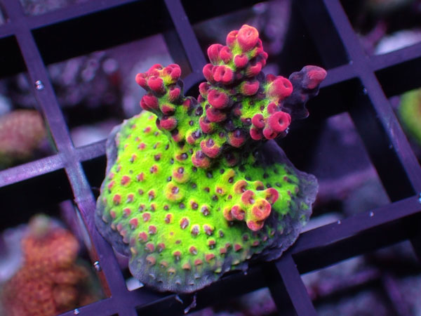 Aus Acropora Microclados Strawberry No.53
