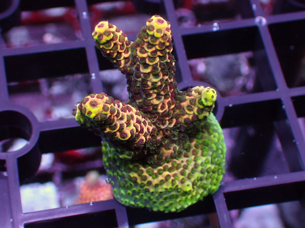 Acropora Millepora No.54