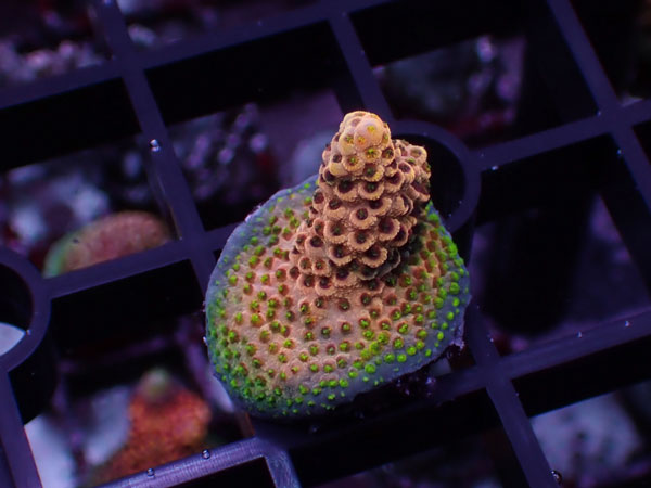 Acropora Millepora Pink No.56