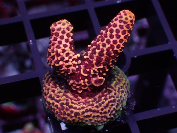 Aus Acropora Millepora Red No.57