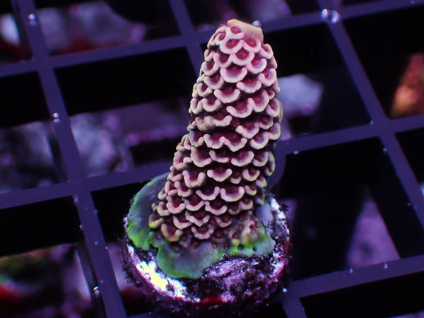 Aus Acropora Prostrata Purple No.59