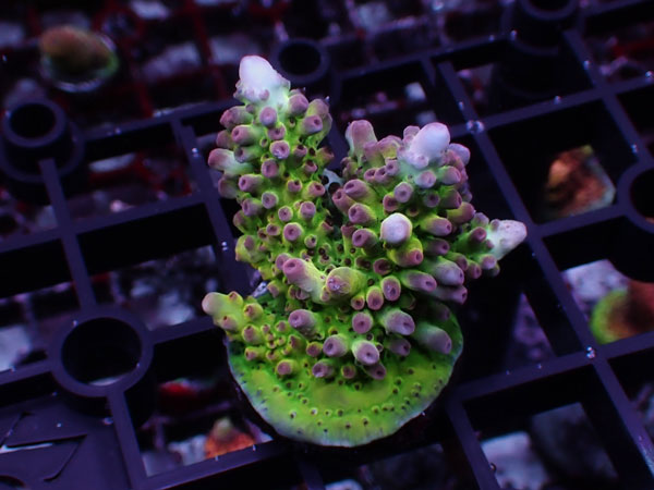 Aus Acropora Sp.ULTRA No.61